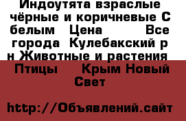 Индоутята взраслые чёрные и коричневые С белым › Цена ­ 450 - Все города, Кулебакский р-н Животные и растения » Птицы   . Крым,Новый Свет